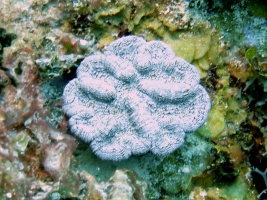 73 Ridged Cactus Coral MG 3806